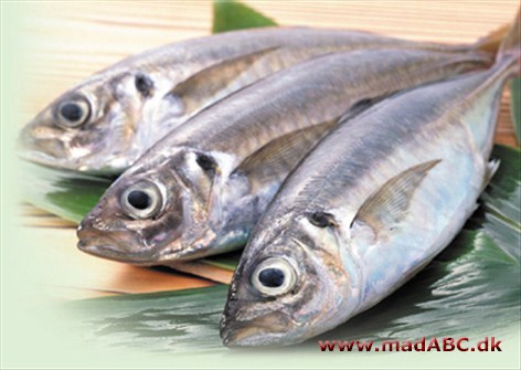 Timian-makrel