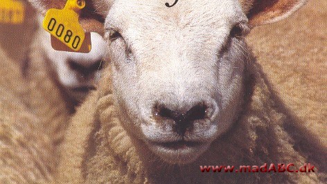  - Lammet eller fåret