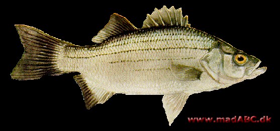 Bars kogt med grønsager Bars er er en såkaldt middelfed fisk, og indeholder mange sunde fedtsyrer. Bars kan fåes hele året fra Sydeuropa og fra Danmark om sommeren. Smager dejligt med persillekartofler.