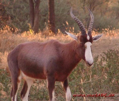 Blesbukken er en slags antilope, der er udbredt i Sydafrika. I denne opskrift laves Blesbukstreaks med æbler og farin. Server gerne gratineret kartoffel-sellerimos til retten.  