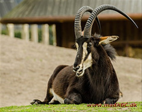 Blisbuk er en slags antilope, der hører hjemme i Sydafrika. Her serveres steaks af blisbuk med pærer og koriander. En meget speciel ret, hvis du vil imponere dine gæster. 