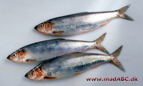 Borgmestersild Sild er en rigtig dansk spise og kan laves på mange måder. Her laves retten blandt andet med laurbær og nelliker. Perfekt til et godt stykke rugbrød til frokost.