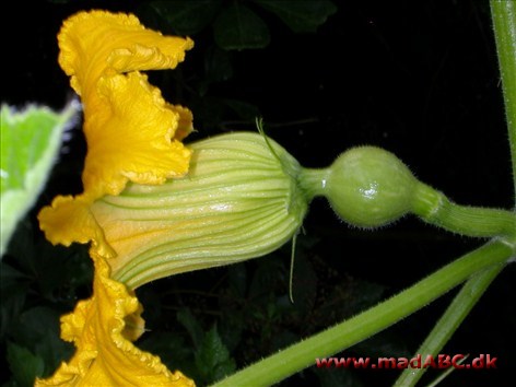 Fyldte squashblomster Squashblomst er mange steder en delikatesse, blandt andet i Italien. Smegen er mild og sødlig med noter af mandel og muskat. Her fyldes de med blandt andet sølvbede og ost.