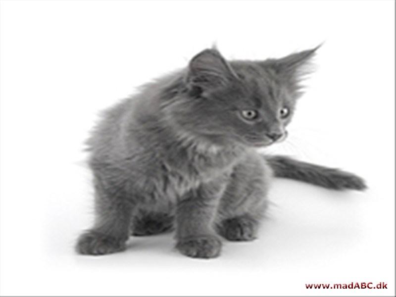 Kattemad - fodring Kattemad - fodring