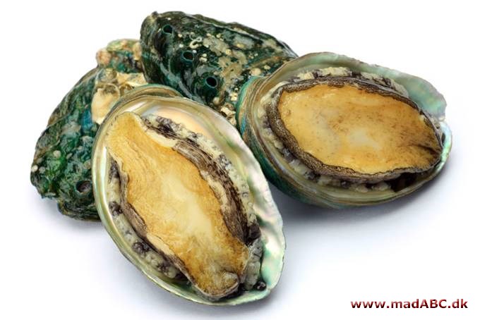 abalone