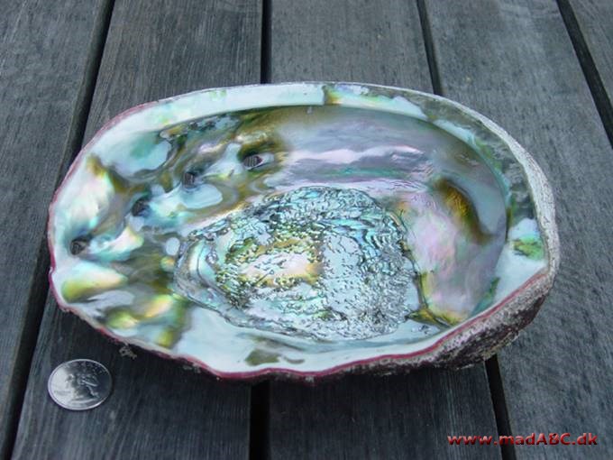 abalone