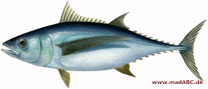 albacore