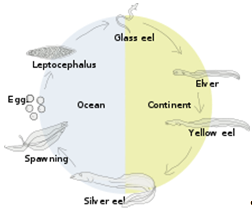Ål - Europæisk ål - info