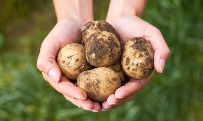 Guide til nye kartofler