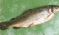 Forel med mandeldække