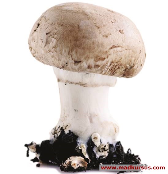 Champignon, Brun