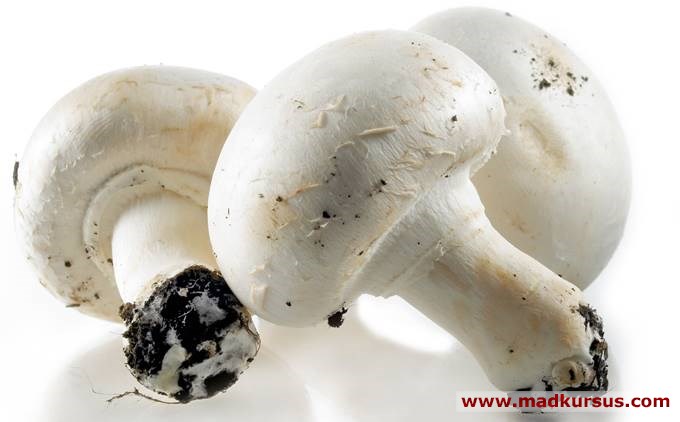 Champignon