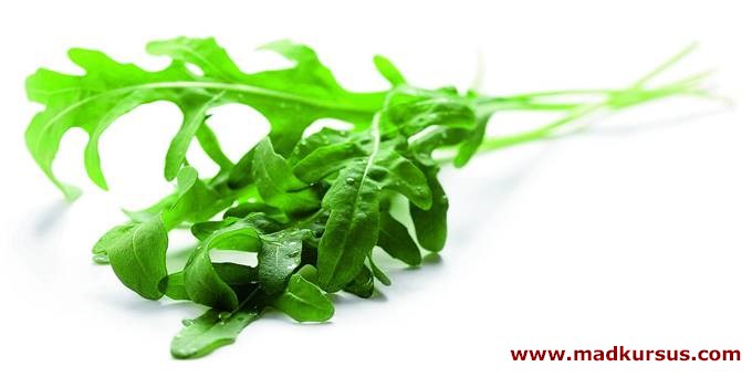 Rucola