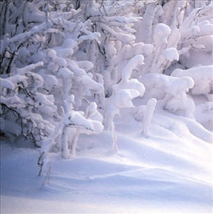 - Picnic - Vinter