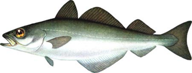Fiskegryde med karry
