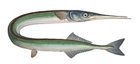 Hornfisk med tomat