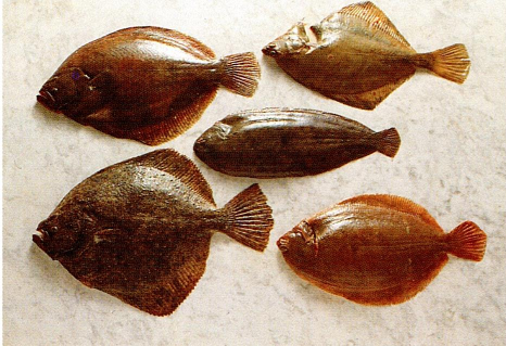 Fisk