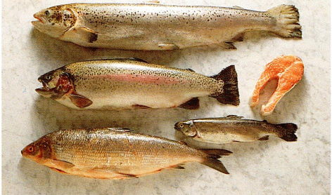 Fisk