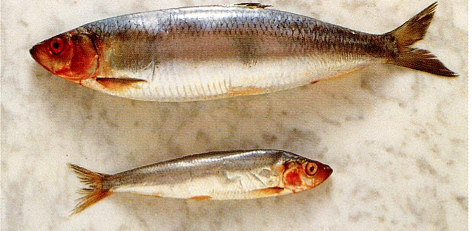 Fisk