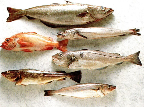 Fisk