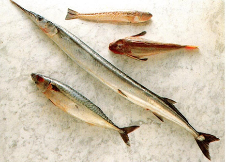 Fisk