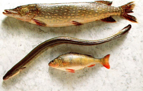 Fisk