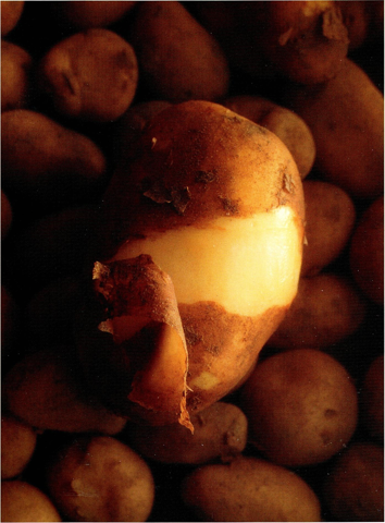 Kartofler