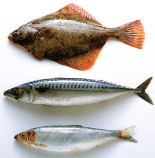 Sådan renses og fileteres fisk