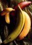 Banan