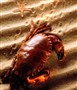 Krabbe