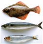 Sådan renses og fileteres fisk